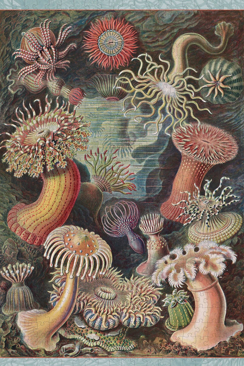 Ernst Haeckel: Sea Anemones 500 - Piece Jigsaw Puzzle by Pomegranate - Pomegranate - Jigsaw Puzzles - The Puzzle Center -