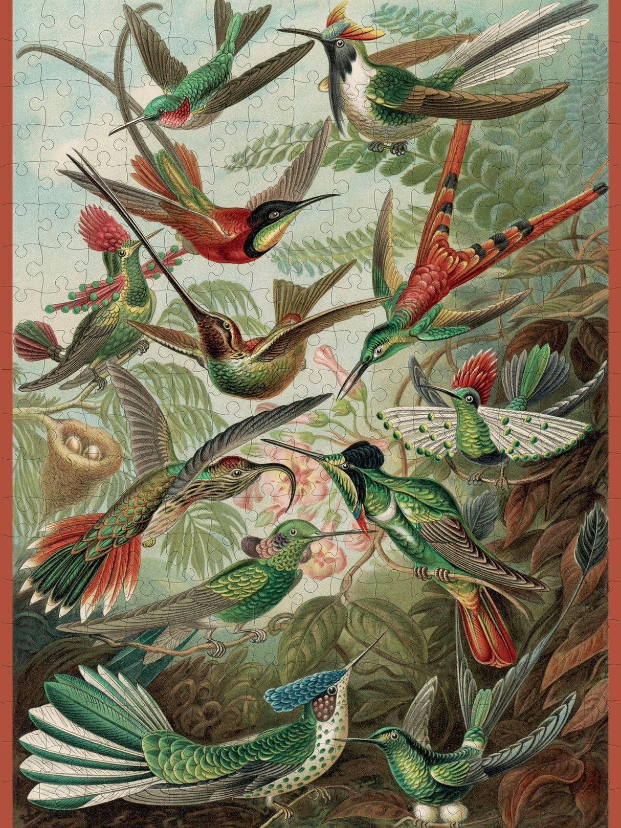 Hummingbirds 300 - Piece Jigsaw Puzzle by Pomegranate - Ernst Haeckel Art - Pomegranate - Jigsaw Puzzles - The Puzzle Center -
