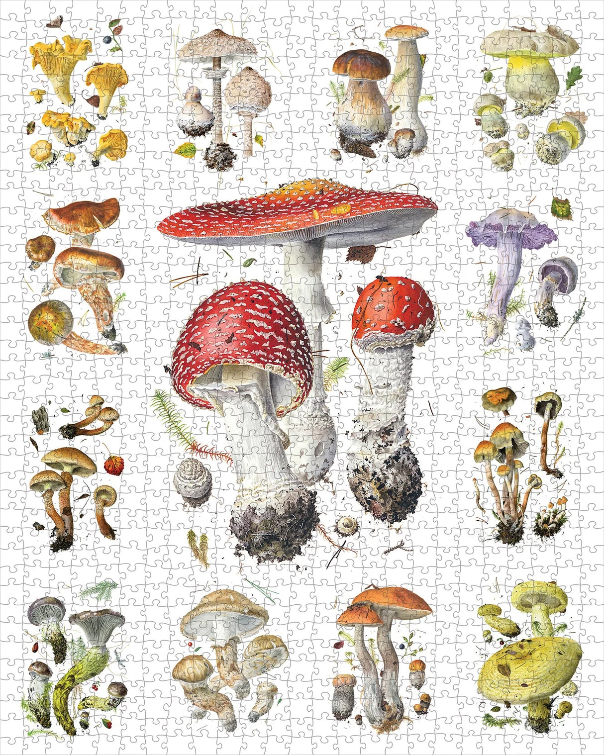 Mushrooms: Alexander Viazmensky 1000 - Piece Jigsaw Puzzle by Pomegranate - Pomegranate - Jigsaw Puzzles - The Puzzle Center -