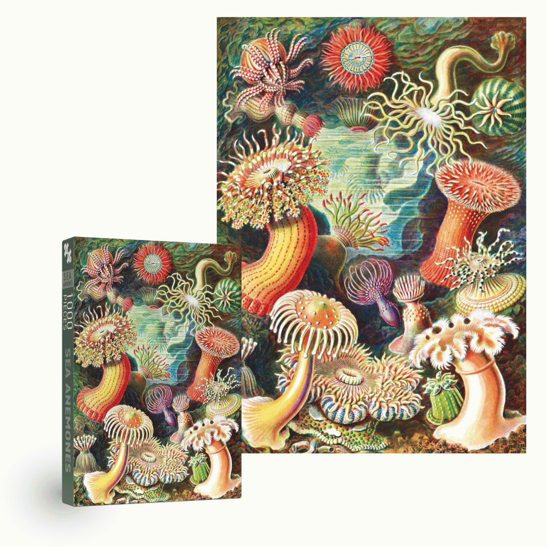 Sea Anemones 1000 Piece Jigsaw Puzzle | Penny Puzzle - Jigsaw Puzzles - The Puzzle Center
