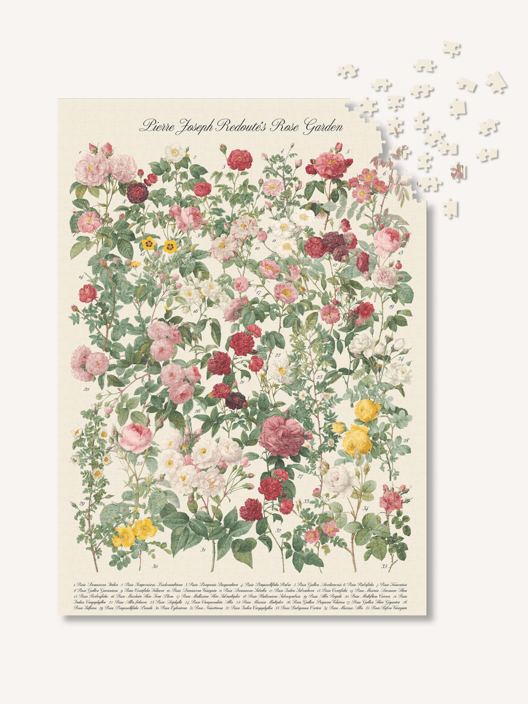 The Roses 1000 Piece Jigsaw Puzzle | The Puzzle Theory - Jigsaw Puzzles - The Puzzle Center