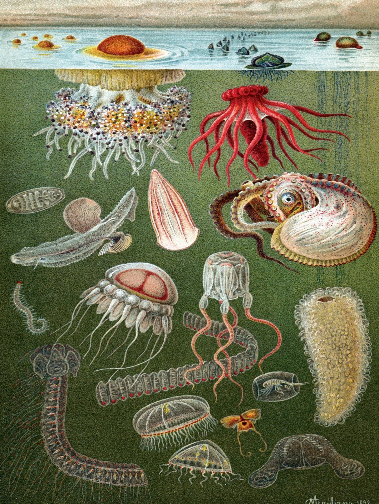 Under the Sea 1000 Piece Jigsaw Puzzle | New York Puzzle Company - Jigsaw Puzzles - The Puzzle Center