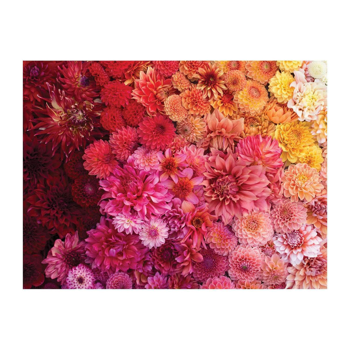 Floret Farm's Cut Flower 2 - sided 500 Piece Jigsaw Puzzle | Galison - Jigsaw Puzzles - The Puzzle Center