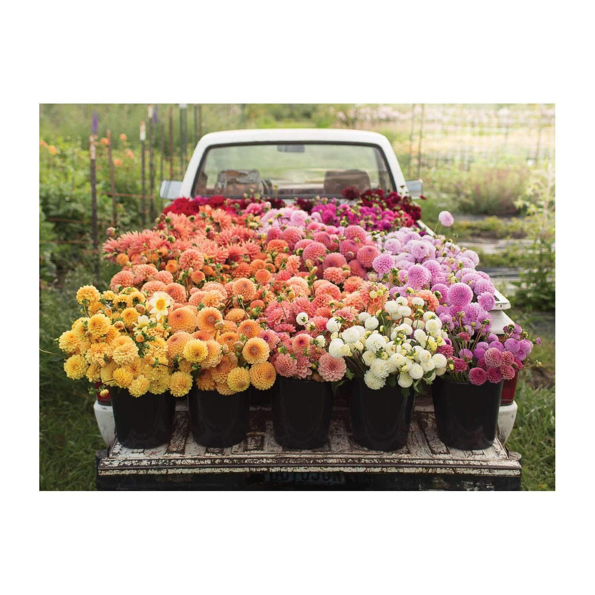Floret Farm's Cut Flower 2 - sided 500 Piece Jigsaw Puzzle | Galison - Jigsaw Puzzles - The Puzzle Center