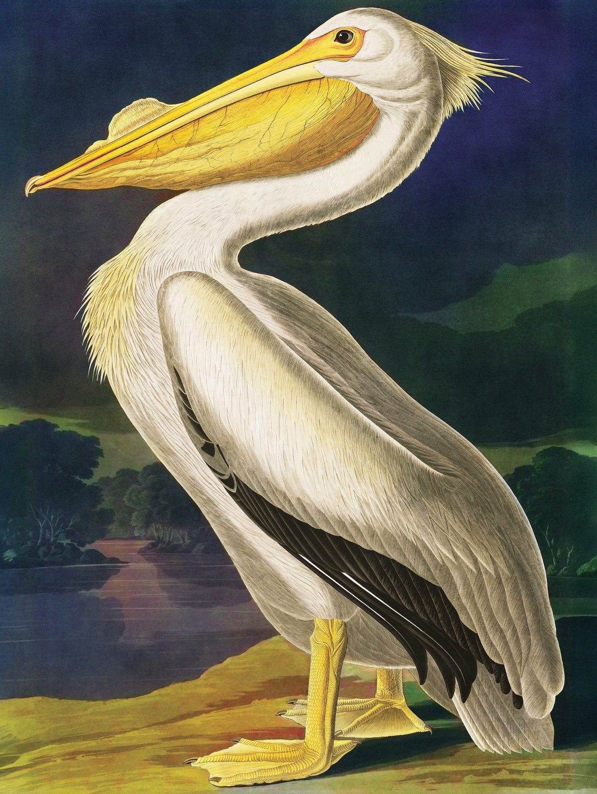 Majestic Pelican 500 Piece Jigsaw Puzzle | New York Puzzle Company - Jigsaw Puzzles - The Puzzle Center
