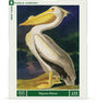 Majestic Pelican 500 Piece Jigsaw Puzzle | New York Puzzle Company - Jigsaw Puzzles - The Puzzle Center