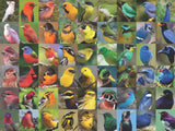 Rainbow of Birds 1000 Piece Jigsaw Puzzle | New York Puzzle Company - Jigsaw Puzzles - The Puzzle Center