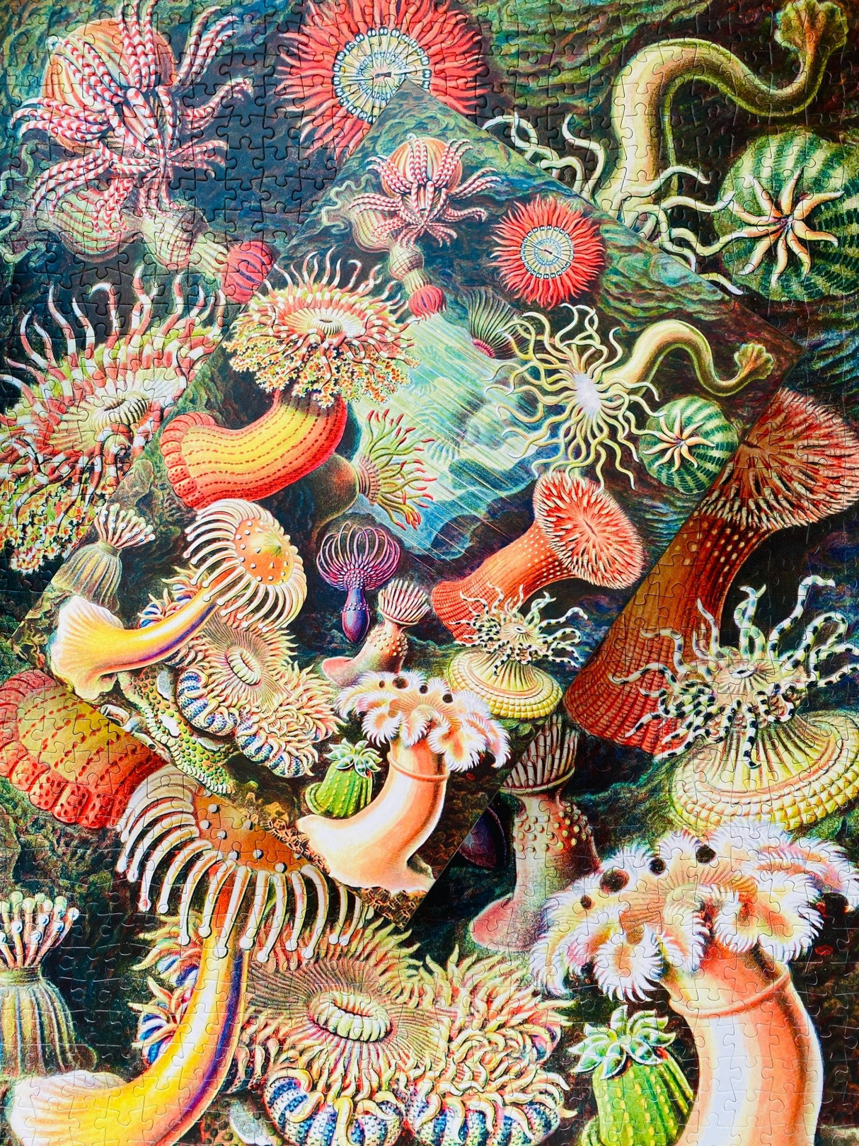 Sea Anemones 1000 Piece Jigsaw Puzzle | Penny Puzzle - Jigsaw Puzzles - The Puzzle Center
