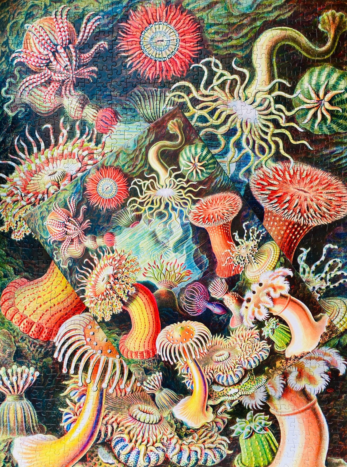 Sea Anemones 1000 Piece Jigsaw Puzzle | Penny Puzzle - Jigsaw Puzzles - The Puzzle Center