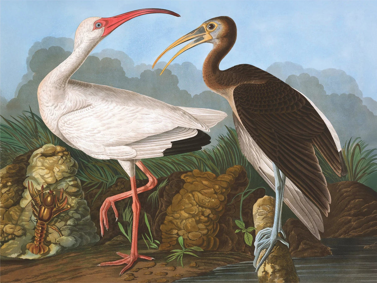 White Ibis 1000 Piece Jigsaw Puzzle | New York Puzzle Company - Jigsaw Puzzles - The Puzzle Center