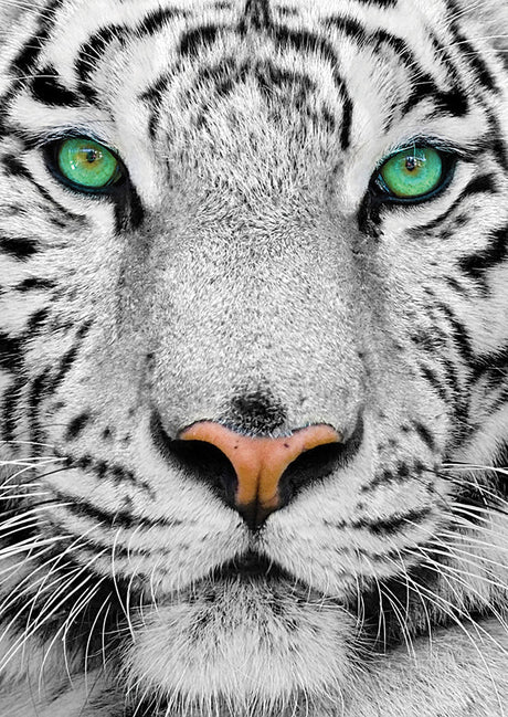 White Siberian Tiger 1000 Piece Puzzle by Enjoy Puzzles - Enjoy Puzzles - Jigsaw Puzzles - The Puzzle Center